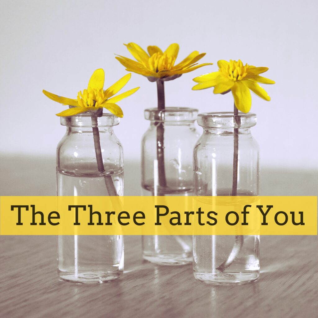 Three glass vases with yellow flowers in them.