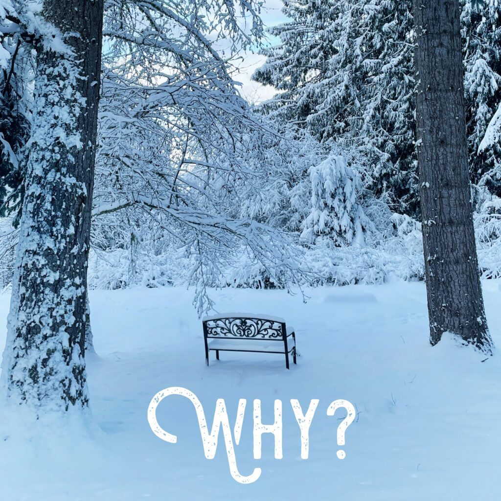 A bench in the snow with trees and bushes