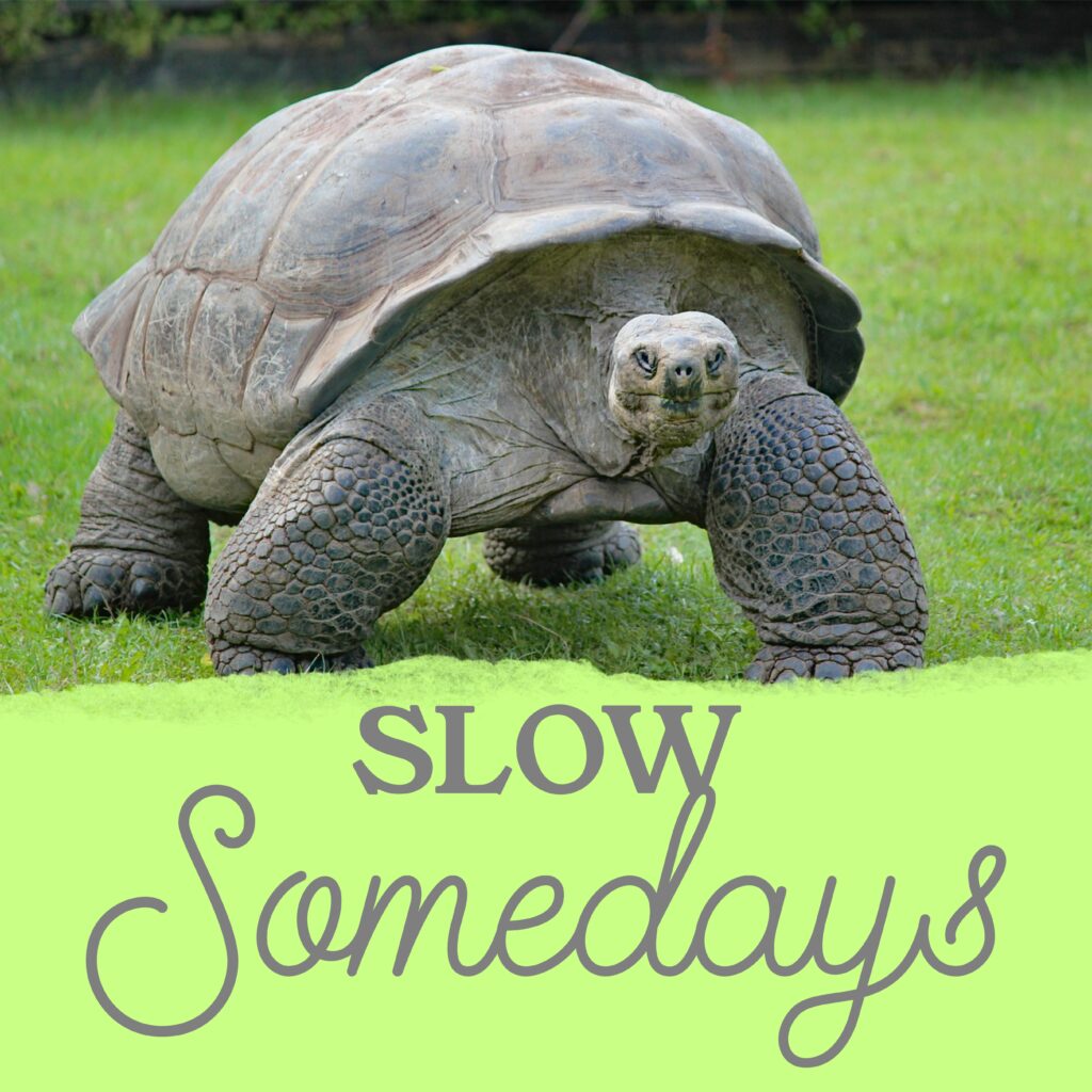 A turtle standing on top of grass with the words " slow somedays."